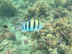 Abudefduf vaigiensis