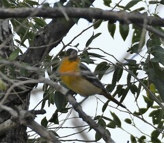 Icterus bullockii × galbula