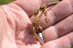 Schoenoplectus acutus