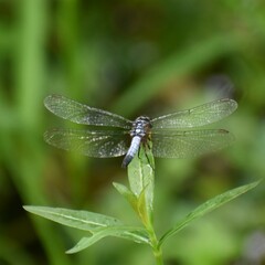 Brachydiplax chalybea