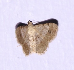 Frederickia nigricomma