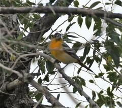 Icterus bullockii × galbula