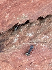 Dolichoderus scabridus