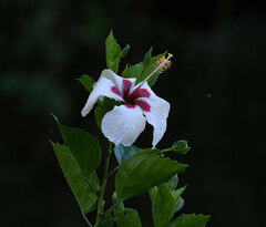 Hibiscus rosa-sinensis