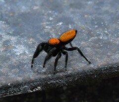 Phidippus apacheanus