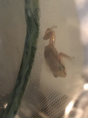 Eleutherodactylus johnstonei