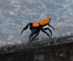 Phidippus apacheanus