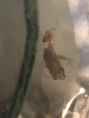 Eleutherodactylus johnstonei