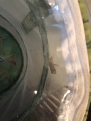 Eleutherodactylus johnstonei