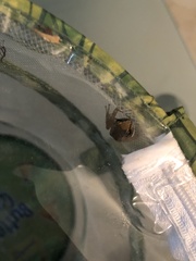 Eleutherodactylus johnstonei