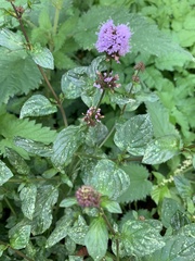 Mentha aquatica