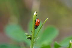 Hippodamia variegata