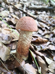 Leccinum aurantiacum