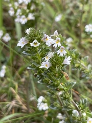 Euphrasia officinalis