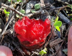 Hyobanche sanguinea