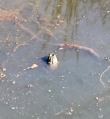 Lithobates clamitans