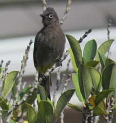 Pycnonotus capensis