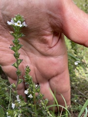 Euphrasia officinalis