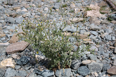 Senecio viscosus