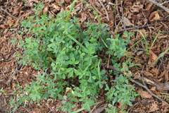 Medicago sativa