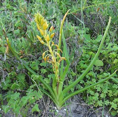 Bulbine