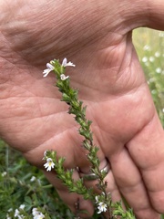 Euphrasia officinalis