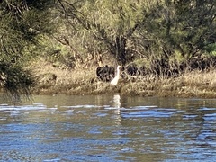 Ardea alba