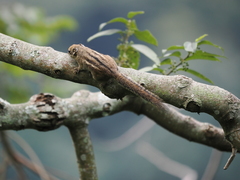 Tamiops maritimus formosanus