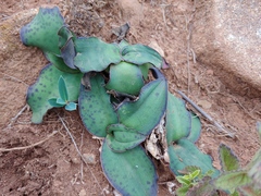 Ledebouria ovatifolia