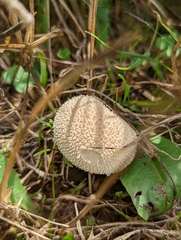 Lycoperdon echinatum