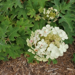 Hydrangea paniculata