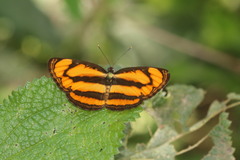 Pantoporia paraka