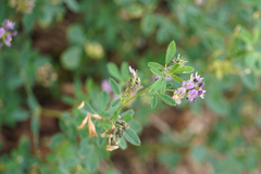 Medicago sativa