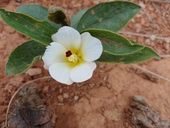Hibiscus aethiopicus ovatus