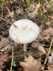 Amanita citrina