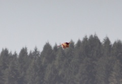 Botaurus lentiginosus