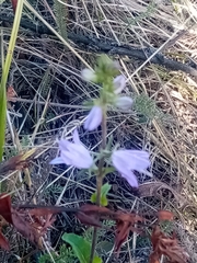 Campanula bononiensis