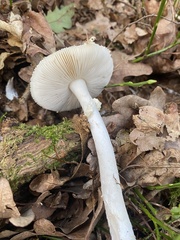 Amanita citrina