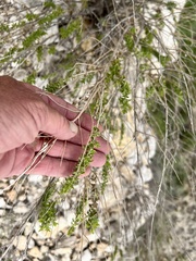 Brickellia laciniata