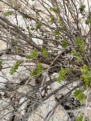 Brickellia laciniata