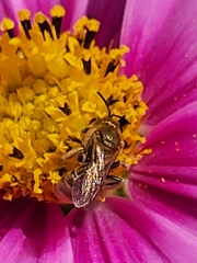 Halictidae