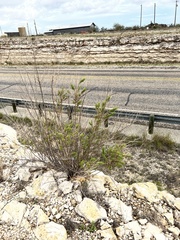 Brickellia laciniata