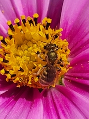 Halictidae