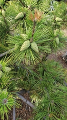 Pinus thunbergii