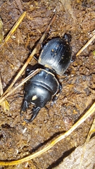 Pachyodontus languidus