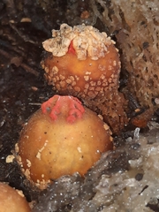 Calostoma ravenelii