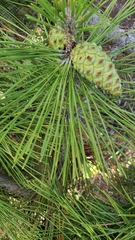 Pinus thunbergii