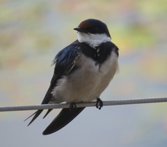 Hirundo albigularis