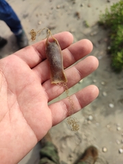 Scyliorhinus canicula