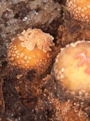 Calostoma ravenelii